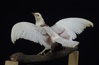 藏品(家鴿)的圖片